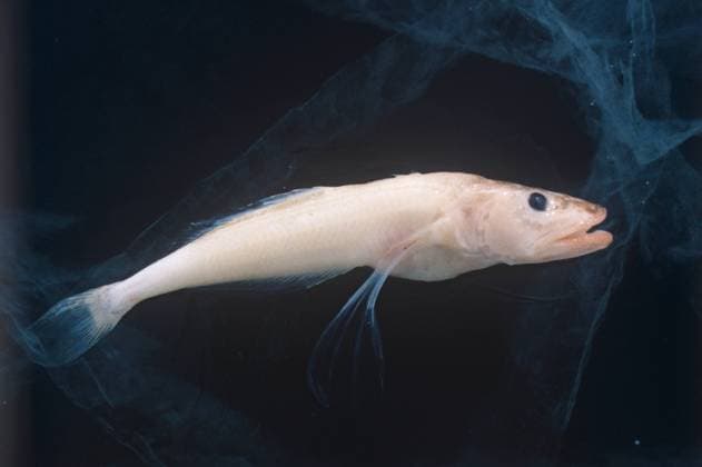Unique Baikal fish 8505866 01.03.1988 Comephorous, small semi-translucent scaleless fish without an air bladder whose body is 35% made of fat. Comephorous inhabits the low depths of Lake Baikal and is a live-bearing fish. Boris Babanov Irkutsk region Russia  Copyright: xBorisxBabanovx