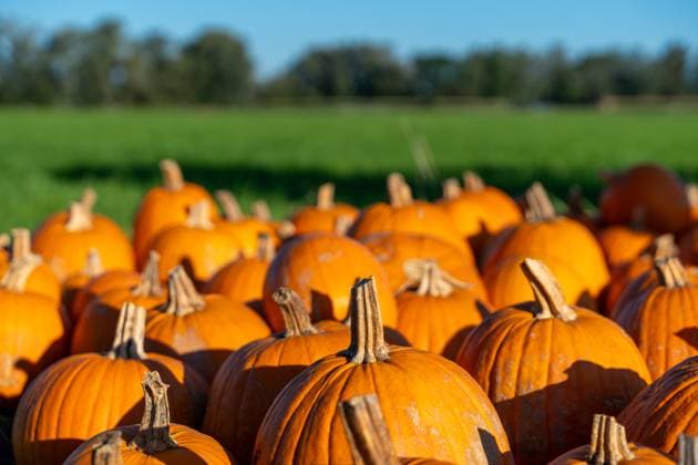Augsburg, Bavaria, Germany - August 7, 2023: Orange Halloween pumpkins freshly harvested on a green field. Pumpkin sale *** Orangene Halloween Kürbisse frisch geerntet auf einer grünen Wiese. Kürbis Verkauf