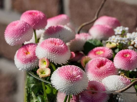 Frühlingszeit im Garten Frühlingszeit im Garten Copyright: xZoonar.com StephanxSÜhlingx 20182306