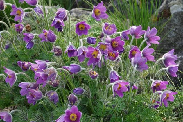 Pulsatilla tatewakii, Tatewak Kuechenschelle, Tatewak pasque flower Pulsatilla tatewakii, Tatewak Kuechenschelle, Tatewak pasque flower Copyright: xZoonar.com PeterxHimmelhuberx 20286419