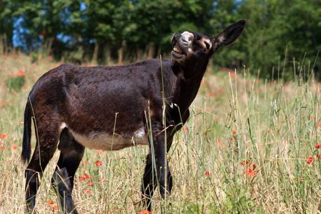 Esel auf einer Wiese in Italien Donkey in Italy, Le Marche Copyright: xZoonar.com HaraldxBiebelx 2102777