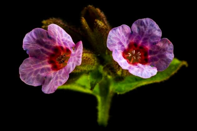 Echtes Lungenkraut, Geflecktes Lungenkraut (Pulmonaria officinalis), Blueten vor schwarzem Hintergrund Common lungwort (Pulmonaria officinalis), flowers against black background BLWS694283 *** Real Lungwort, Spotted Lungwort pulmonaria officinalis , Flowers before black Background Common Byline pulmonaria officinalis , Flowers against Black Background BLWS694283 Copyright: xblickwinkel AGAMI W.xLeursx