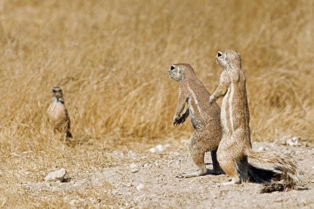 Creative Highlights World Neugierige Kap Borstenhörnchen (Xerus Inauris) betrachten einen Vogel, Etosha Nationalpark, Namibia, Afrika *** Curious Cape bristle squirrel Xerus inauris view a Bird, Etosha National Park, Namibia, Africa Copyright: imageBROKER/alimdix/xArterrax/xLoulouxBeavers ibltsm09593661.jpg