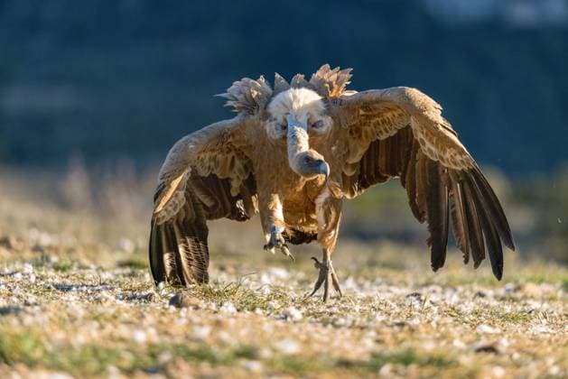 Creative Highlights World Gaensegeier, Gaense-Geier (Gyps fulvus), Altvogel laeuft am Boden, Spanien, Katalonien, Solsona griffon vulture (Gyps fulvus), adult walking on the ground, Spain, Katalonia, Solsona BLWS694403 *** Griffon Vulture, Gaze Geier Gyps fulvus , Altvogel runs on Soil, Spain, Catalonia, Solsona Griffon vulture Gyps fulvus , Adult Walking ON The ground, Spain, Catalonia, Solsona BLWS694403 Copyright: xblickwinkel M.xWoikex
