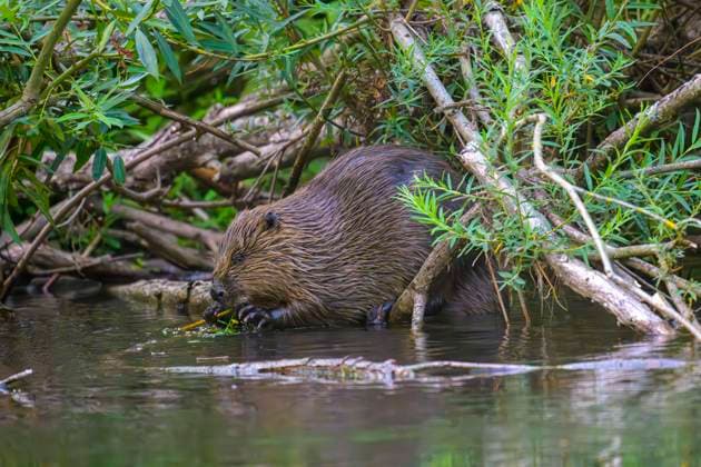 Europäischer Biber (Castor fiber), Eder, Hessen, Deutschland, Europa *** European Beaver Castor Fiber , Eder, Hesse, Germany, Europe Copyright: imageBROKER MarcusxSiebert ibxmcs09627714.jpg