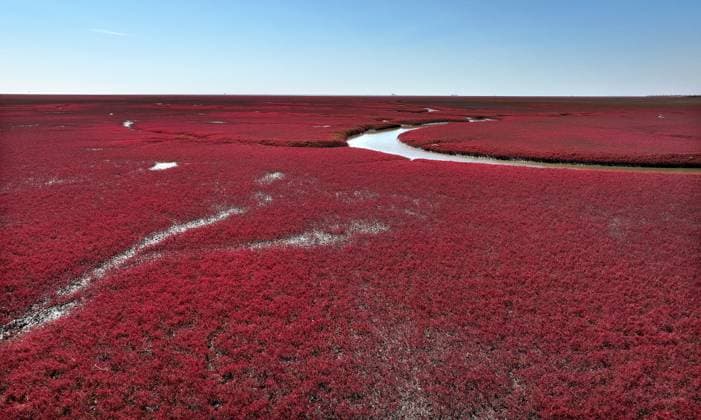 Bilder des Jahres 2023, News 09 September News Themen der Woche KW37 (230913) -- PANJIN, Sept. 13, 2023 -- This aerial photo taken on Sept. 12, 2023 shows the Honghaitan red beach in Panjin, northeast China s Liaoning Province. The Honghaitan red beach is famous for its landscapes featuring the red plant of Suaeda salsa, one of the few species of plant that can live in highly alkaline soil. ) CHINA-LIAONING-PANJIN-RED BEACH-TOURISM (CN) YaoxJianfeng 