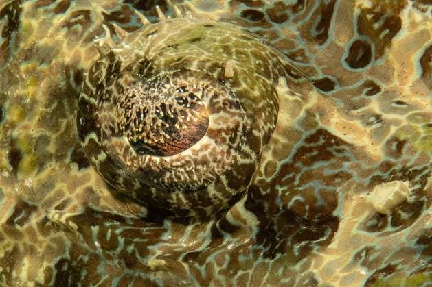  Extreme Nahaufnahme von Auge und Lid Augenlid von Krokodilfisch (Papilloculiceps longiceps), Pazifik, Karolineninseln, Insel Yap, Yap State, FSM, Föderierte Staaten von Mikronesien, Australien, Ozeanien *** extreme Close-up from Eye and Lid Eyelid from Crocodile fish Papilloculiceps longiceps , Pacific, Caroline Islands, Island Yap, Yap State, FSM, Federated States from Micronesia, Australia, Oceania Copyright: imageBROKER/FrankxSchneider iblfrs09620695.jpg