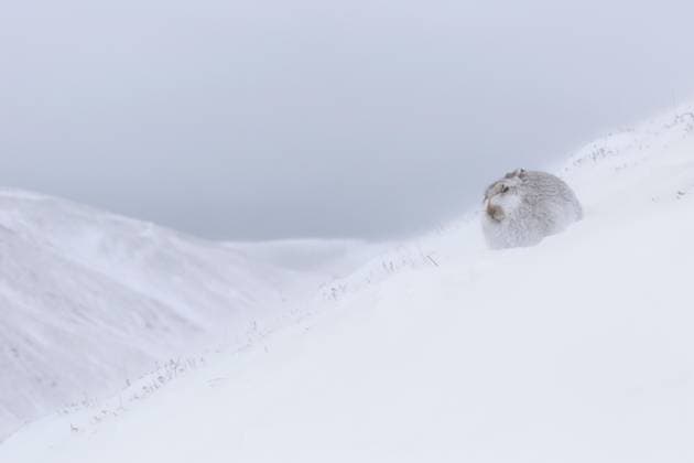 Creative Highlights World Schneehase (Lepus timidus), Alpenhase, Schneehase in weißem Winterfell bei Schneesturm in den schottischen Highlands, Schottland, UK *** Snow Hare Lepus timidus , Alpine hare, Snow Hare in white Winterfell at Snowstorm in the Scottish Highlands, Scotland, UK Copyright: imageBROKER/alimdix/xArterrax/xSven-ErikxArndt ibltsm09607369.jpg