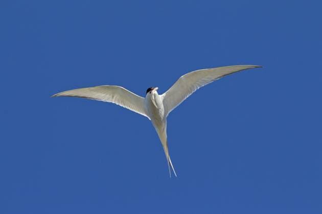 Creative Highlights World Küstenseeschwalbe (Sterna paradisaea) im Flug mit Fisch im Schnabel, Wattenmeer, Deutschland, Europa *** Arctic tern Sterna Paradisaea at Flight with Fish at Beak, Wadden Sea, Germany, Europe Copyright: imageBROKER/alimdix/xArterrax/xSven-ErikxArndt ibltsm09607460.jpg
