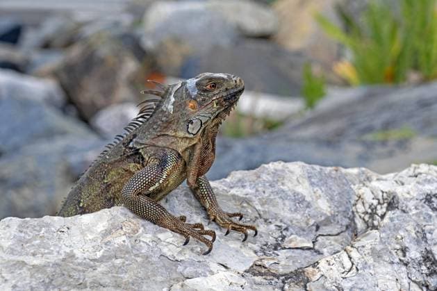 Niederländische Karibik Grüner Leguan (Iguana iguana), Amerikanischer Leguan auf der Insel Saint Martin, Sint Maarten im Karibischen Meer *** green Iguana Iguana Iguana , American Iguana at the Island Saint Martin, Sint Maarten at Caribbean Sea Copyright: imageBROKER/alimdix/xArterrax/xMaricaxvanxderxMeer ibltsm09609732.jpg