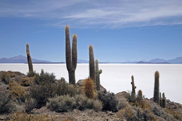 Creative Highlights World Kakteen (Cardón Kandelaberkakteen (Trichocereus pasacana) auf der Isla de los Pescadores, Salar de Uyuni, Altiplano Bolivien *** Cacti Cardn Kandelaberkakteen Trichocereus pasacana at the Isla de Los Pescadores, Salar de Uyuni, Altiplano Bolivia Copyright: imageBROKER/alimdix/xArterrax/xMaricaxvanxderxMeer ibltsm09613962.jpg