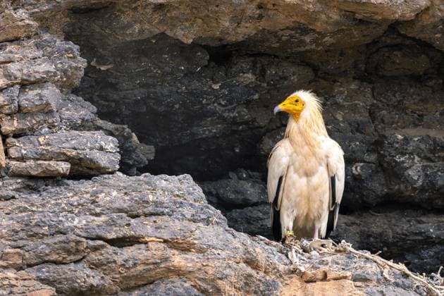 Creative Highlights World Schmutzgeier, Schmutz-Geier (Neophron percnopterus), sitzt in einer Felsnische, Kanaren, Fuerteventura Egyptian vulture (Neophron percnopterus), sitting a rock wall, Canary Islands, Fuerteventura BLWS694526 *** Dirt Vulture, Dirt Geier Neophron percnopterus , sits in a Rock niche, Canary Islands, Fuerteventura Egyptian vulture Neophron percnopterus , Sitting a Rock wall, Canary Iceland, Fuerteventura BLWS694526 Copyright: xblickwinkel M.xWoikex