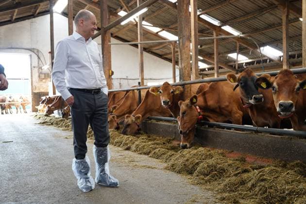 News Themen der Woche KW37 News Bilder des Tages Bundeskanzler besucht Oekobauernhof Suendermann in Bremen Bundeskanzler Olaf Scholz mit den Hauseigenen Kuehen beim Besuch des Kuhstall auf dem Oekobauernhof Suendermann, Bremen, 14.09.2023 Bremen Bremen Deutschland *** Federal Chancellor visits Oekobauernhof Suendermann in Bremen Federal Chancellor Olaf Scholz with the home cows during the visit of the cowshed on the Oekobauernhof Suendermann, Bremen, 14 09 2023 Bremen Bremen Germany
