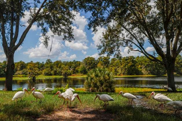 Bilder des Jahres 2023, News 09 September News Themen der Woche KW37 News Bilder des Tages September 14, 2023, Tampa, Florida, USA: A flock of ibis seen in Tampa along the Hillsborough River on Thursday, September 14, 2023. Tampa USA - ZUMAs70_ 20230914_zan_s70_015 Copyright: xIvyxCeballox