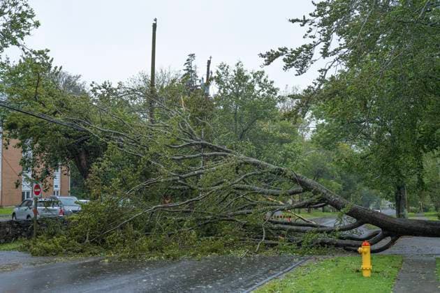 September 16, 2023, Yarmouth, NS, Canada: A downed tree hangs on power lines as post-tropical storm Lee approaches in Yarmouth, N.S. on Saturday, Sept. 16, 2023. Yarmouth Canada  - ZUMAc35_ 20230916_zaf_c35_040 Copyright: xBillxCurryx