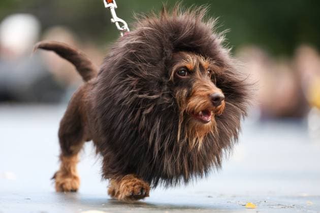 Bilder des Jahres 2023, Entertainment 09 September Entertainment Themen der Woche KW37 RUSSIA, ST PETERSBURG - SEPTEMBER 16, 2023: A dog wearing a fancy dress is seen during the 2023 Dachshund parade in Skipper Garden. Peter Kovalev TASS  62249839