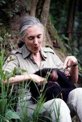 IMAGO ICONS: Jane Goodall Jane Goodall playing with young chimpanz.......... Jane Goodall playing with young chimpanzee, Credit:Avalon  Copyright: xAvalonx 0505748137