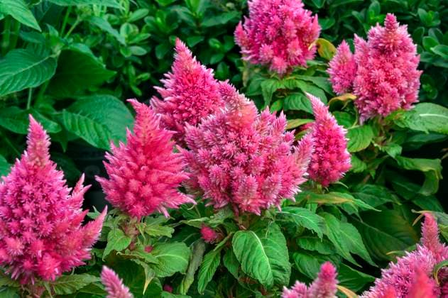 Brandschopf (Celosia spicata), in einem Gartencenter, Allgäu, Bayern, Deutschland, Europa *** Fire capsule Celosia Spicata , in a Garden center, Allgäu, Bavaria, Germany, Europe Copyright: imageBROKER ManfredxBail ibxabc09641683.jpg