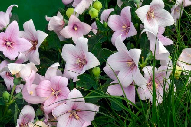 Ballonblumen (Platycodon grandiflorus), in einem Gartencenter, Allgäu, Bayern, Deutschland, Europa *** Balloon flowers Platycodon grandiflorus , in a Garden center, Allgäu, Bavaria, Germany, Europe Copyright: imageBROKER ManfredxBail ibxabc09641684.jpg