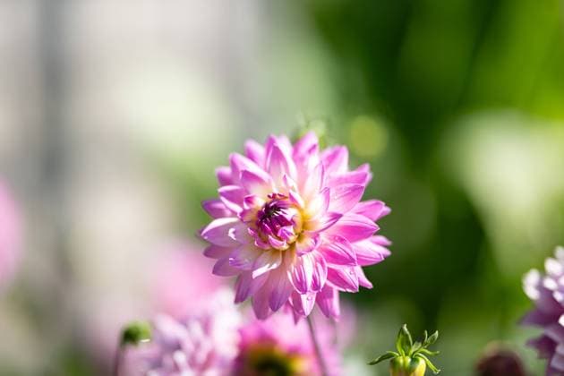 Großfiedrige Dahlie ,Natur, Die großblättrige Dahlie ist eine beliebte Zierpflanze, die für ihre prächtigen, großen Blüten in einer Vielzahl von Farben bekannt ist. Sie bevorzugt gut durchlässigen Boden und volle Sonne, um ihre volle Blütenpracht zu entfalten. *** Large-leaved dahlia ,Nature, The large-leaved dahlia is a popular ornamental plant known for its showy, large flowers in a variety of colors It prefers well-drained soil and full sun to display its full flowering glory