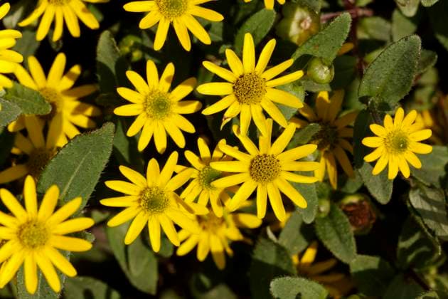 Sanvitalia procumbens Solaris Table , Husarenkopf Sanvitalia procumbens Solaris Table , Husarenkopf, Husarenköpfchen - Sanvitalia procumbens Solaris , Mexican creeping zinnea, Creeping Zinnea Copyright: xZoonar.com LotharxHinzx 4157851