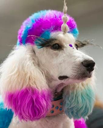 (230918) -- MISSISSAUGA, Sept. 18, 2023 -- A groomed pet dog is seen during the 2023 Canadian Pet Expo in Mississauga, Ontario, Canada, Sept. 17, 2023. The annual two-day event held here from Sept. 16 to 17 attracted many families and their pets. (Photo by Xinhua) CANADA-MISSISSAUGA-PET EXPO ZouxZheng 