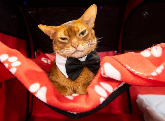 (230918) -- MISSISSAUGA, Sept. 18, 2023 -- A pet cat is seen during the 2023 Canadian Pet Expo in Mississauga, Ontario, Canada, Sept. 17, 2023. The annual two-day event held here from Sept. 16 to 17 attracted many families and their pets. (Photo by Xinhua) CANADA-MISSISSAUGA-PET EXPO ZouxZheng 