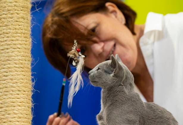 (230918) -- MISSISSAUGA, Sept. 18, 2023 -- A judge checks a pet cat during the 2023 Canadian Pet Expo in Mississauga, Ontario, Canada, Sept. 17, 2023. The annual two-day event held here from Sept. 16 to 17 attracted many families and their pets. (Photo by Xinhua) CANADA-MISSISSAUGA-PET EXPO ZouxZheng 
