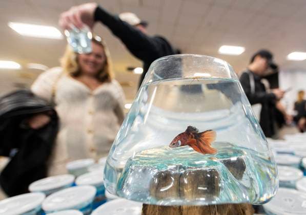 (230918) -- MISSISSAUGA, Sept. 18, 2023 -- People choose ornamental fish during the 2023 Canadian Pet Expo in Mississauga, Ontario, Canada, Sept. 17, 2023. The annual two-day event held here from Sept. 16 to 17 attracted many families and their pets. (Photo by Xinhua) CANADA-MISSISSAUGA-PET EXPO ZouxZheng 