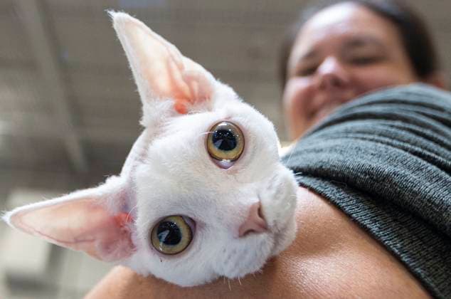 (230918) -- MISSISSAUGA, Sept. 18, 2023 -- A pet cat is seen during the 2023 Canadian Pet Expo in Mississauga, Ontario, Canada, Sept. 17, 2023. The annual two-day event held here from Sept. 16 to 17 attracted many families and their pets. (Photo by Xinhua) CANADA-MISSISSAUGA-PET EXPO ZouxZheng 