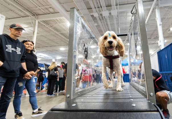 (230918) -- MISSISSAUGA, Sept. 18, 2023 -- A pet dog walks on a pet treadmill during the 2023 Canadian Pet Expo in Mississauga, Ontario, Canada, Sept. 17, 2023. The annual two-day event held here from Sept. 16 to 17 attracted many families and their pets. (Photo by Xinhua) CANADA-MISSISSAUGA-PET EXPO ZouxZheng 