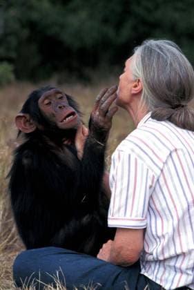 IMAGO ICONS: Jane Goodall Jane Goodall Personality Jane Goodall Personality Pan troglodytes Jane Goodall Personality Jane Goodall Personality Pan troglodytes, Credit:John Giustina Avalon  Copyright: xJohnxGiustinax xAvalonx 0506169270