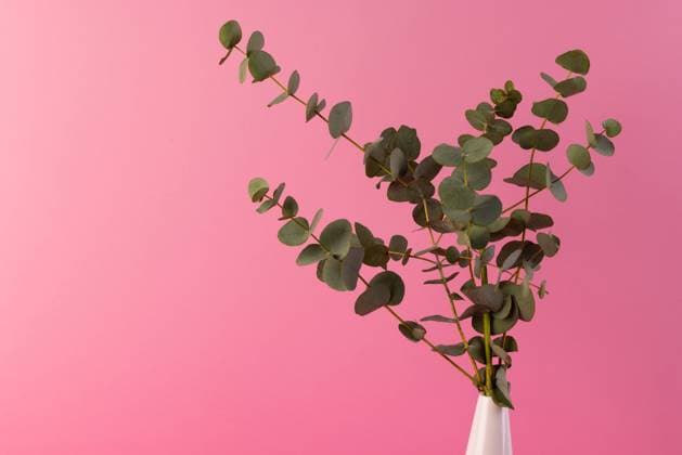 Green plant twigs with leaves and copy space on pink background. Plant, shape, nature and colour concept.