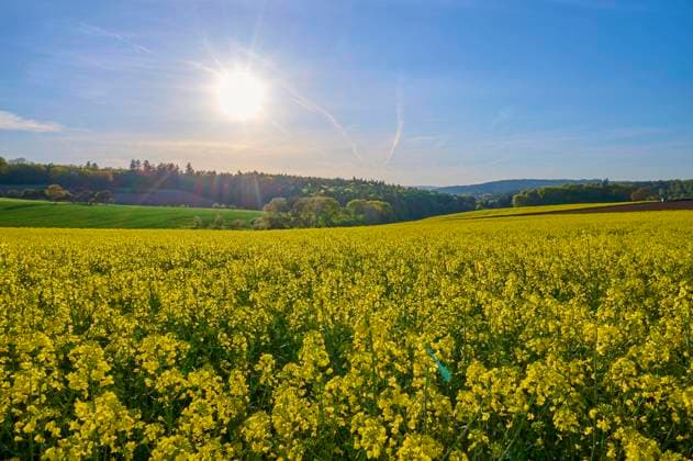  Rapsfeld, Blühend, Abend, Sonne, Frühling, Großheubach, Miltenberg, Spessart, Bayern, Deutschland, Europa *** Rapeseed field, Flowering, Evening, Sun, Spring, Großheubach, Miltenberg, Spessart, Bavaria, Germany, Europe Copyright: imageBROKER/RaimundxLinke ibxrde09530162.jpg