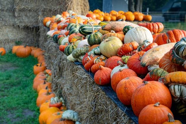 Verkauf von Kürbissen, ansprechend auf Strohballen platzierte bunte Kürbisauswahl. Bauernhof mit Spezialisierung auf Direktvermarktung über einen eigenen Hofladen. Im Herbst gibt es dann auch liebevoll hergerichtete und dekorierte Kürbisstände mit einer großen Auswahl verschiedenster Küribsarten und - sorten zu bewundern. Landwirtschaftliches Symbolfoto. Region Weser-Ems Niedersachsen Deutschland *** Sale of pumpkins, attractively placed on straw bales colorful pumpkin selection farm specializing in direct marketing through its own farm store In autumn there are then also lovingly prepared and decorated pumpkin stands with a wide selection of different pumpkin types and varieties to admire Agricultural symbol photo Region Weser Ems