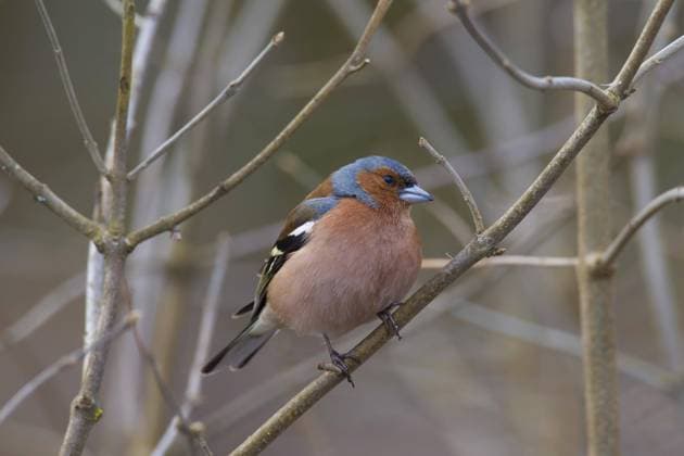  Buchfink (Fringilla coelebs), Männchen, im Frühjahr auf einem Zweig in einem Baum sitzend *** Buchfink Fringilla coelebs , Male, at Spring at a Branch in a Tree sitting Copyright: imageBROKER/alimdix/xArterrax/xSven-ErikxArndt ibltsm09661192.jpg