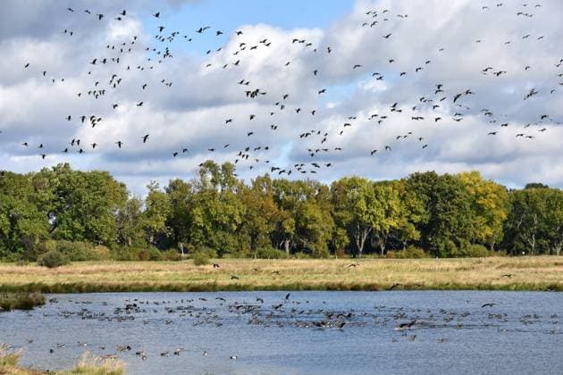 11.10.2020 Drömling Wildgänse Deutschland Sachsen Anhalt Altmark Bördekreis bei Mannhausen Naturpark Drömling Biosphärenreservat Niedermoor an der Flachwasserzone sie wurde als Ausgleichsmaßnahme zum Bau der Bahnlinie Berlin Hannover geschaffen Rastplatz für viele Vögel Wildgänse beim Landeanflug *** 11 10 2020 Drömling wild geese Germany Saxony Anhalt Altmark Bördekreis near Mannhausen Nature Park Drömling biosphere reserve lowland moor at the shallow water zone it was created as a compensatory measure for the construction of the railroad line Berlin Hanover resting place for many birds wild geese during landing approach