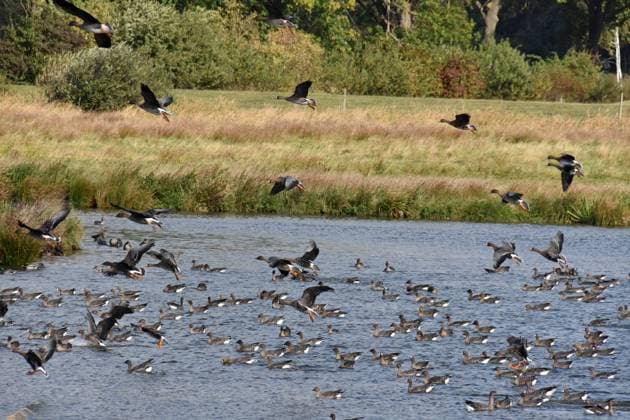 11.10.2020 Drömling Wildgänse Deutschland Sachsen Anhalt Altmark Bördekreis bei Mannhausen Naturpark Drömling Biosphärenreservat Niedermoor an der Flachwasserzone sie wurde als Ausgleichsmaßnahme zum Bau der Bahnlinie Berlin Hannover geschaffen Rastplatz für viele Vögel Wildgänse beim Landeanflug *** 11 10 2020 Drömling wild geese Germany Saxony Anhalt Altmark Bördekreis near Mannhausen Nature Park Drömling biosphere reserve lowland moor at the shallow water zone it was created as a compensatory measure for the construction of the railroad line Berlin Hanover resting place for many birds wild geese during landing approach