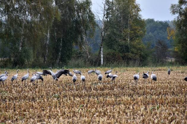 11.10.2020 Kraniche Deutschland Sachsen Anhalt Altmark Stadt Klötze bei Trippigleben am Naturpark Drömling Biosphärenreservat Niedermoor abgeerntetes Maisfeld Kraniche bei der Rast auf Futtersuche *** 11 10 2020 cranes germany saxony anhalt altmark city klötze near trippigleben at nature park drömling biosphere reserve lowland moor harvested corn field cranes resting looking for food