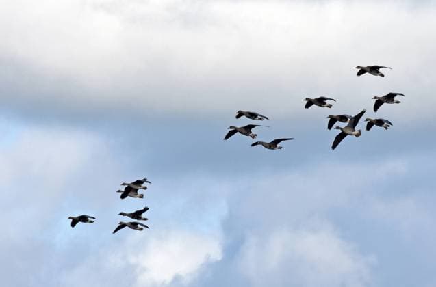 11.10.2020 Drömling Wildgänse Deutschland Sachsen Anhalt Altmark Bördekreis bei Mannhausen Naturpark Drömling Biosphärenreservat Niedermoor an der Flachwasserzone sie wurde als Ausgleichsmaßnahme zum Bau der Bahnlinie Berlin Hannover geschaffen Rastplatz für Wildvögel Wasservögel Gänse Wildgänse am Himmel *** 11 10 2020 Drömling wild geese Germany Saxony Anhalt Altmark Bördekreis near Mannhausen Nature Park Drömling biosphere reserve lowland moor at the shallow water zone it was created as a compensation measure for the construction of the railroad line Berlin Hanover resting place for wild birds water birds geese wild geese in the sky