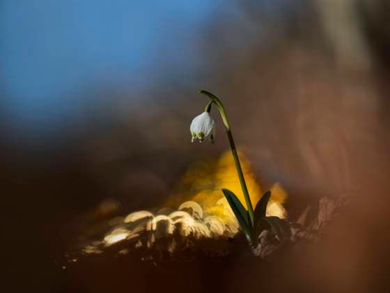 Spring snowflake (Leucojum vernum) blooming outdoors, Mahlstetten Baden-Württemberg Deutschland BSTF00238