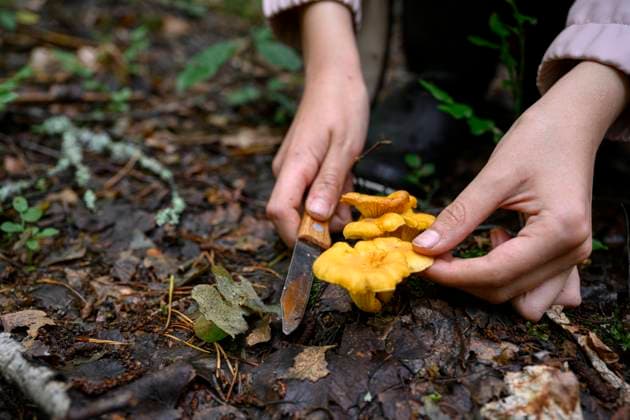 Hands of boy cutting mushroom in forest model released, Symbolfoto, EYAF02778