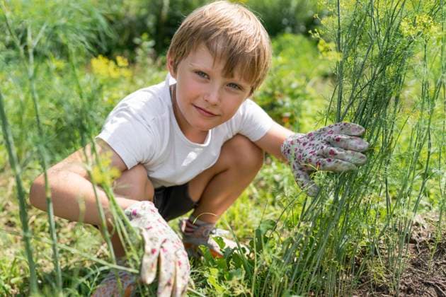 IMAGO Creative: Sommer, Sommertage im Garten Smiling boy crouching near dill plants in garden model released, Symbolfoto, VBUF00364