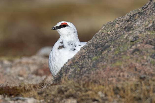 Alpenschneehuhn (Lagopus muta) (Lagopus mutus), Männchen auf Futtersuche zwischen Felsen im Winterkleid, Cairngorms National Park, Schottland, UK *** Rock Ptarmigan lagopus muta lagopus mutus , Male at Foraging between Rocks at Winter dress, Cairngorms National Park, Scotland, UK Copyright: imageBROKER alimdix xArterrax xSven-ErikxArndt ibltsm09662711.jpg