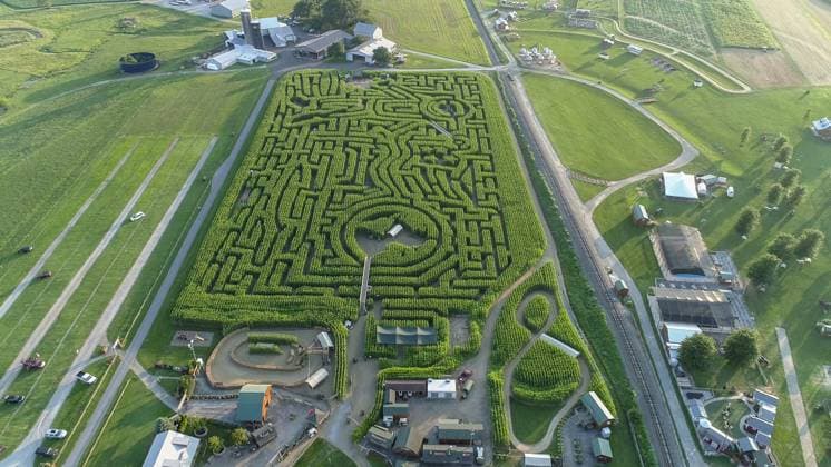 Downward view from a drone of a large corn maze in Pennsylvania , 30431096.jpg, maze, field, corn, farm, fun, autumn, path, rural, fall, agriculture, harvest, farming, crop, country, nature, plant, vegetable, food, seasonal, labyrinth, family, corn maze, halloween, green, maize, summer, background, thanksgiving, walking, yellow, dry, cornfield, outdoor, environment, grow, entrance, farms, kid, people, youth, childhood, farmland, america, landscape, trail, drone, PA, Pennsylvania, Aerial, RECORD DATE NOT STATED