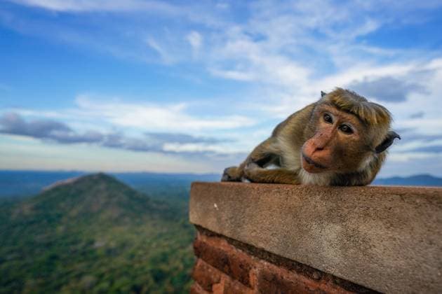 Toque Macaque sleeps on the Sigiriya rock in Dambulla, Sri Lanka. The toque macaque (Macaca sinica) is a reddish-brown-coloured Old World monkey endemic to Sri Lanka, where it is known as the rilewa or rilawa. Its name refers to the whorl of hair at the crown of the head, reminiscent of a brimless toque cap. Where: Dambulla, Sri Lanka When: 23 Sep 2023 Credit: Thilina Kaluthotage Cover Images Copyright: xx 53074376 EDITORIAL USE ONLY. NOT FOR USE BY NEWSPAPERS BASED IN THE UK.