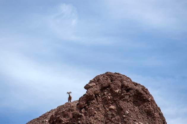 Creative Highlights World Single big horned sheep standing on rocky outcrop sky background Phoenix, Arizona, United States R_MALI230920-1253004-01