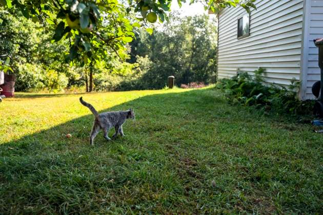 Feral Gray Cat Walking Through Yard of Rural Farmhouse in Early Fall New Auburn, Wisconsin, United States R_MZGL230919-1256468-01
