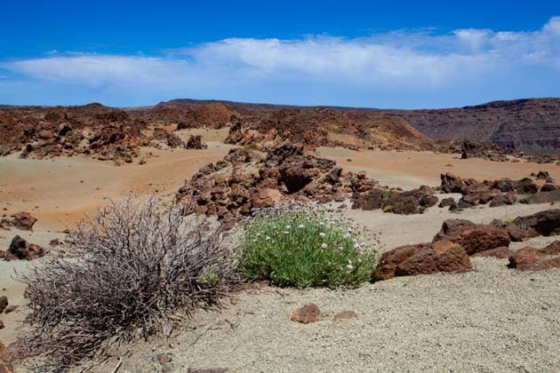 Lonely bunch of flowers in Teide National Park is on Tenerife Santa Cruz de Tenerife, Canary Islands, Spain R_NTZW230919-1256630-01