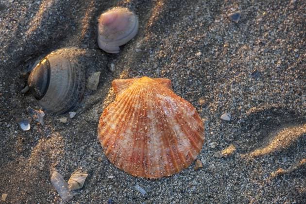 Kleine Pilgermuschel (Aequipecten opercularis) am Strand an der Nordseeküste *** small Pilgrim mussel Aequipecten opercularis on Beach to the North Sea coast Copyright: imageBROKER alimdix xArterrax xJohanxDexMeester ibltsm09667645.jpg